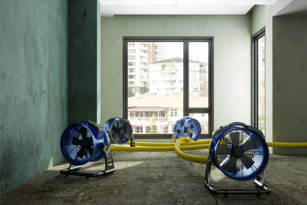 Best Mold removal after water damage  in Tarpey Village, CA